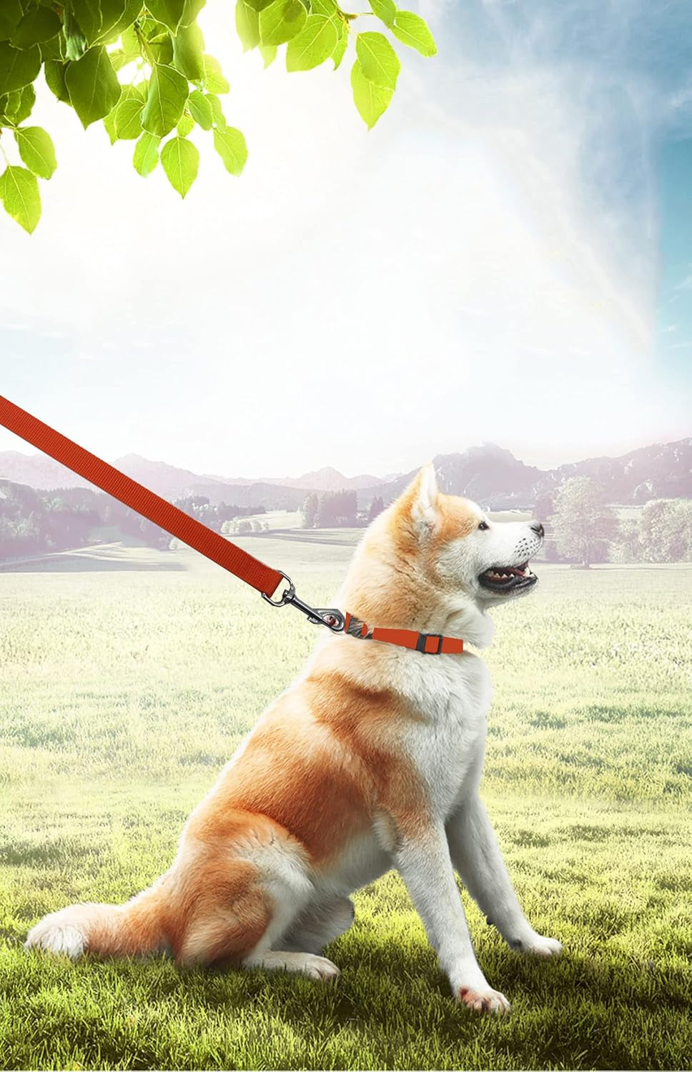 15Ft 20Ft 30Ft 40Ft 50Ft Long Dog/Puppy Lead Obedience Recall Training Dog Leashes for Small Medium Dogs Camping, Training, Play, or Backyard